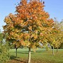 Image result for Maple Tree Forest in Fall