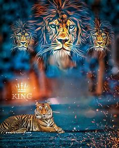 Tiger cb background images