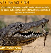 Image result for Crocodile WTF Fun Facts