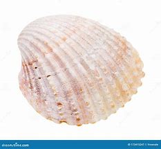 Image result for Pink Quahog Shells