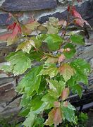 Image result for Acer rubrum Candy Ice