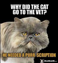 Image result for Cat Meme My Ancesters Purr for Me Human