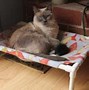 Image result for How to Make a Cat Hammock