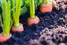Image result for Carrot in Ground