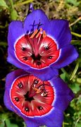 Image result for Most Extravigant Tropical Flowers