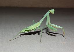 Image result for Mantis