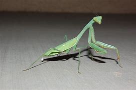 Image result for Mantis