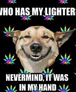 Image result for Stoned Dog Meme