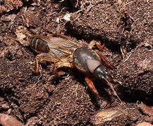 Image result for A Mole Cricket