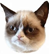 Image result for Grumpy Cat No Wallpaper