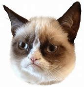 Image result for grumpiest cats no meme