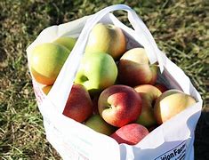 Image result for Apple Picking in Massachusetts