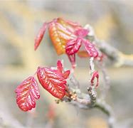 Image result for Poison Oak Bush