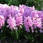 Image result for Pink Pearl Hyacinth Bulbs