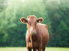 Image result for Cow Age App Meme