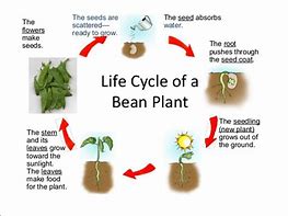 Image result for Bean Plant Life Cycle Worksheet