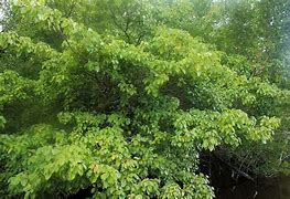 Image result for Most Dangerous Tree in the World