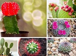Image result for Cool Types of Cactus