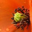 Image result for papaver_dubium