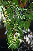 Image result for Rhus glabra Laciniata