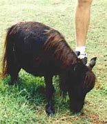 Image result for Smallest Horse Black