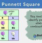 Image result for Punnett Square First Generation