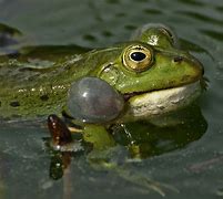 Image result for Ganster Frogs