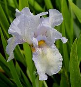 Image result for Iris Cutie (Germanica-Group)