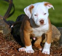 Image result for Baby Red Nose Pitbull