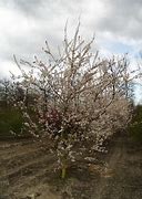 Image result for Prunus Trailblazer