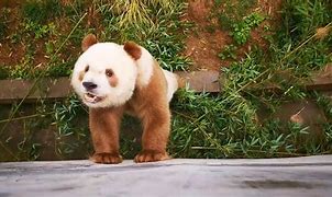 Image result for Giant Panda Smiling
