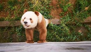 Image result for Giant Panda Endangered Species