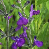 Image result for Salvia Lycioides