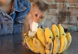 Image result for Baby Monkey Eating Banana