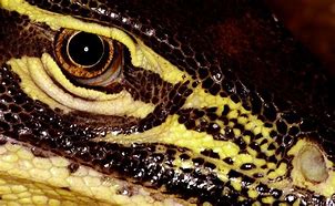 Image result for Monitor Lizard Eye