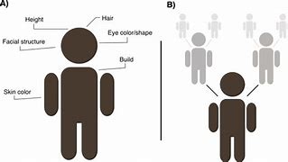 Image result for Physical Differences Between Races