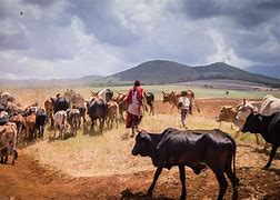 Image result for Maasai Cows