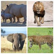 Image result for Big Five Animals Kenya