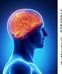 Image result for Human Brain Memory