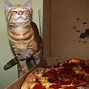 Image result for Cat Pizza Shapes