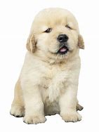 Image result for Puppy Stim Emoji