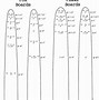 Image result for Boot Length Stretcher
