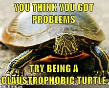 Image result for Tuirtle and Frog Memes