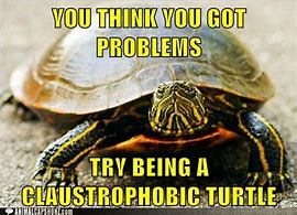 Image result for Funny Turtle Face