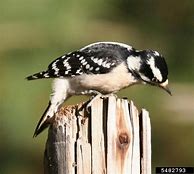 Image result for Picoides pubescens