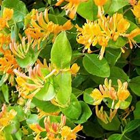 Image result for Lonicera henryi Copper Beauty