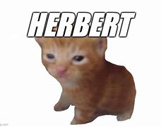 Image result for Herbert Cat