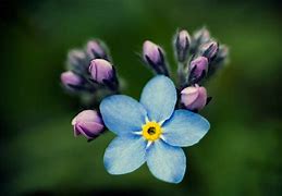 Image result for Animal with Forget Me Nots