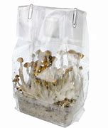 Image result for Mushroom Growing Bags