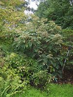 Image result for Hydrangea sargentiana